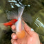 A Grade White Oranda Male 5-5.5 inches #102326OR_20