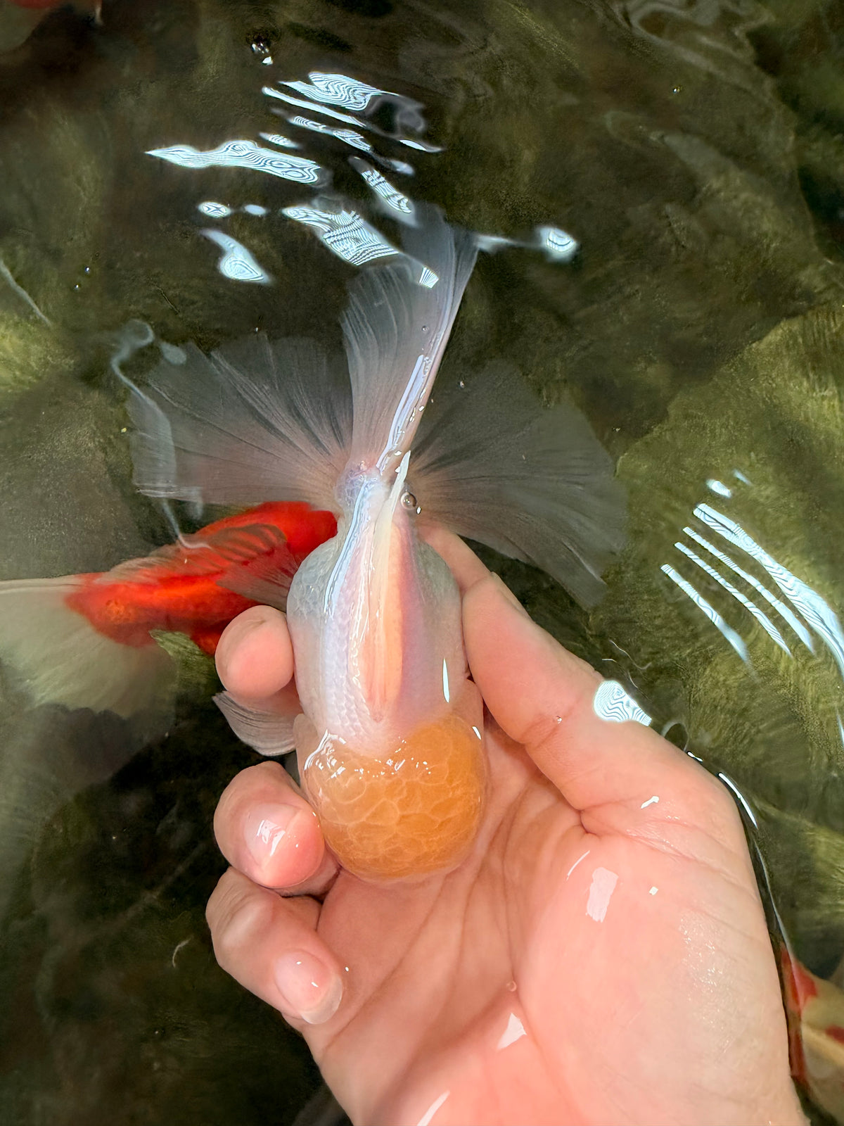 A Grade White Oranda Male 5-5.5 inches #102326OR_20