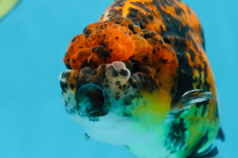 A Grade Speckle Beastie Calico Tiger LionKing 4.5-5 inches #062025LC_02