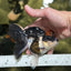 Tricolor Oranda Female 5 inches #120624OR_11