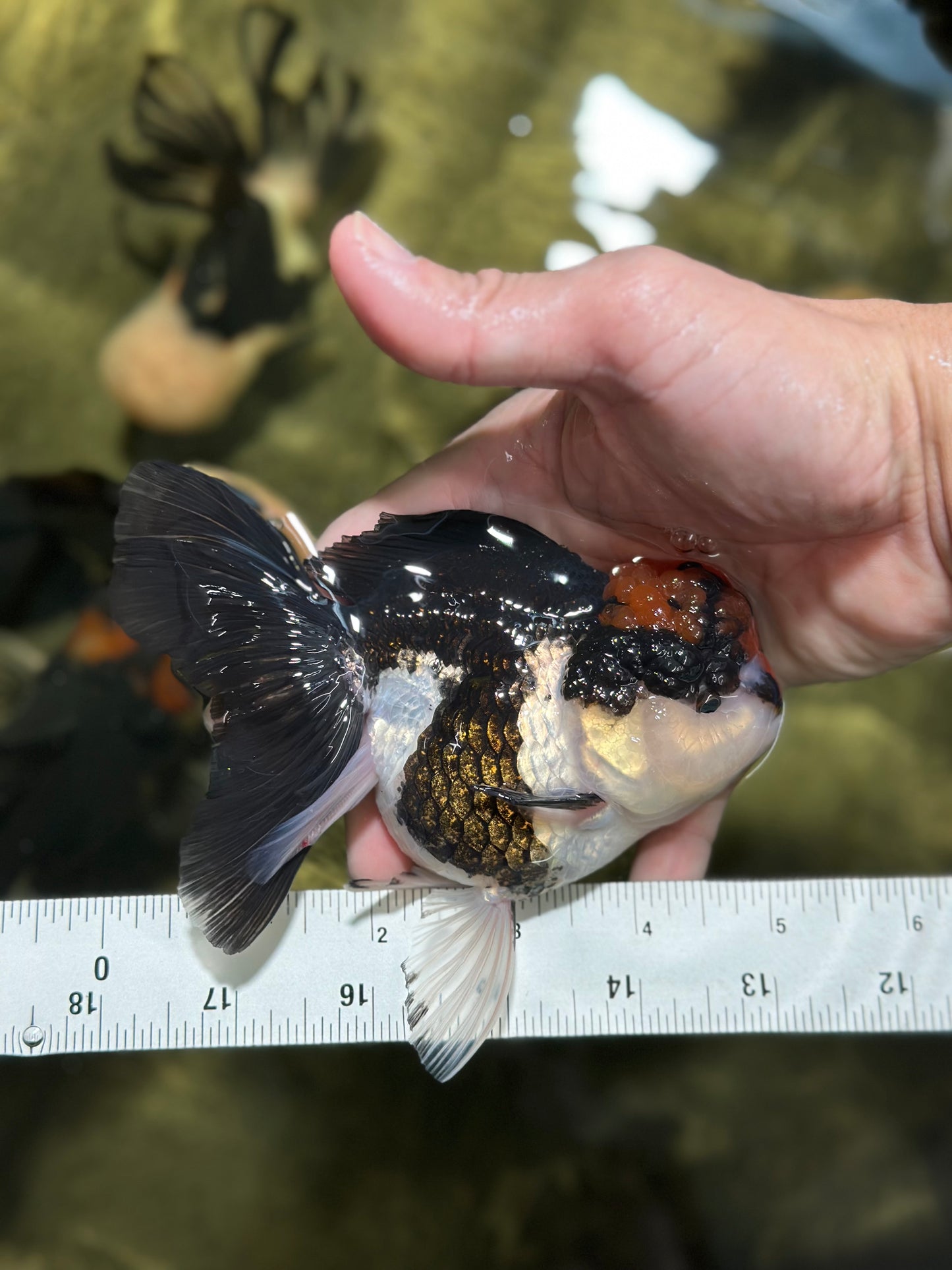 Tricolor Oranda Female 5 inches #120624OR_11