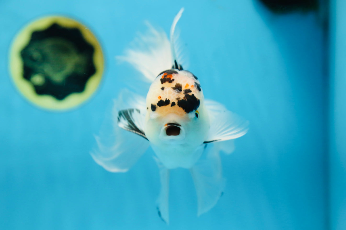 A Grade SPECIAL Panda Oranda Male 6 inches #090525OR_14