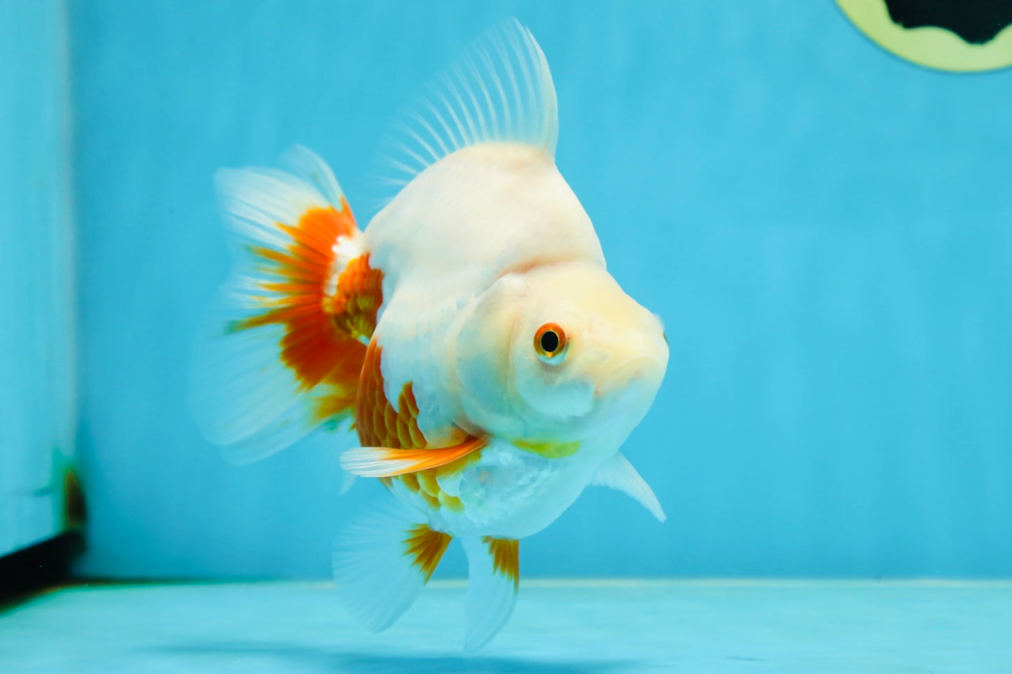 A Grade Red White Ryukin Female 5.5 inches #060625RK_31