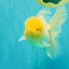 A Grade White Oranda Male 5.5 inches #101626OR_09