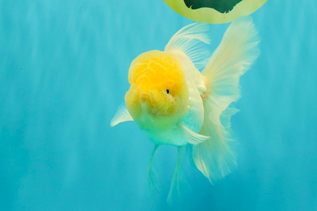 A Grade White Oranda Male 5.5 inches #101626OR_09