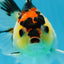 Adorable Tricolor Button Eyes Oranda Female 5 inches #080825OR_13