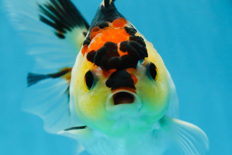 Adorable Tricolor Button Eyes Oranda Female 5 inches #080825OR_13