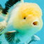 A Grade Lemonhead Oranda Male 5 inches #120624OR_08