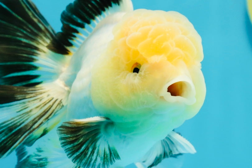 A Grade Lemonhead Oranda Male 5 inches #120624OR_08