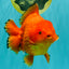 PUMPKIN AAA Grade Red Yuanbao Male 6 inches #101626YB_29