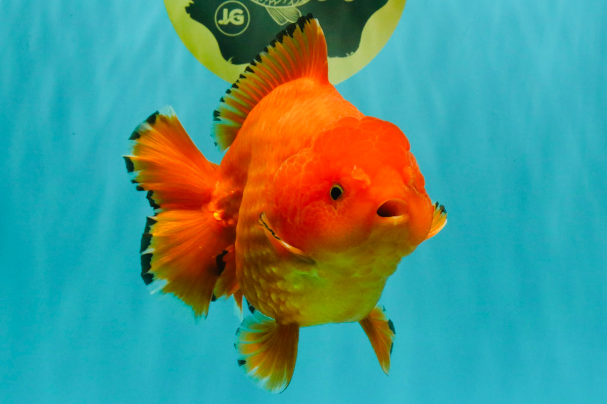 PUMPKIN AAA Grade Red Yuanbao Male 6 inches #101626YB_29