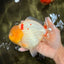 AAA Grade Lipstick Red White Yuanbao Male 6 inches #092526YB_13