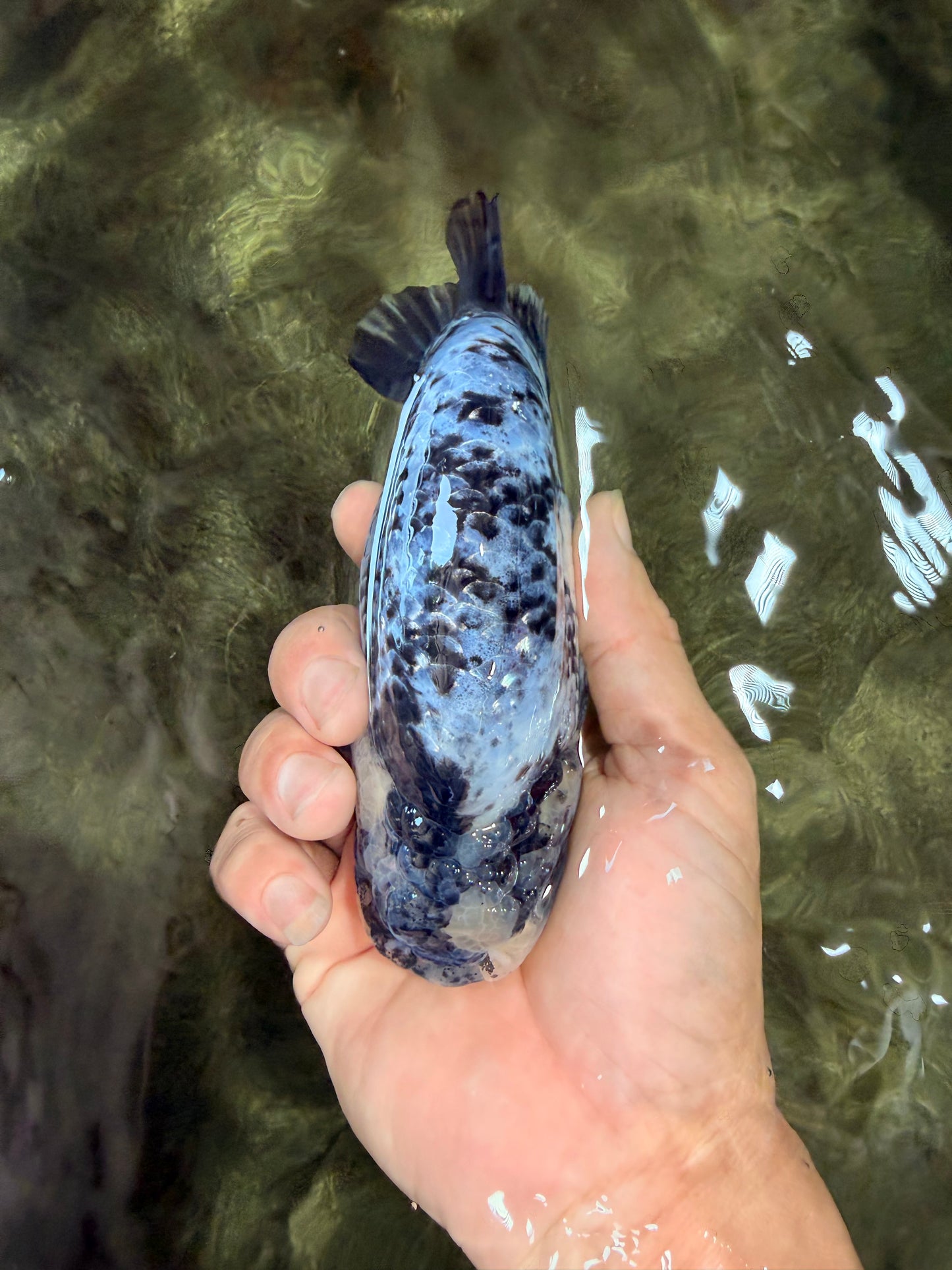 A Grade Tiger Ranchu Male 5.5 inches #080726RC_31