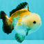 A Grade Tricolor Yuanbao Male 4.5-5 inches #082126YB_24