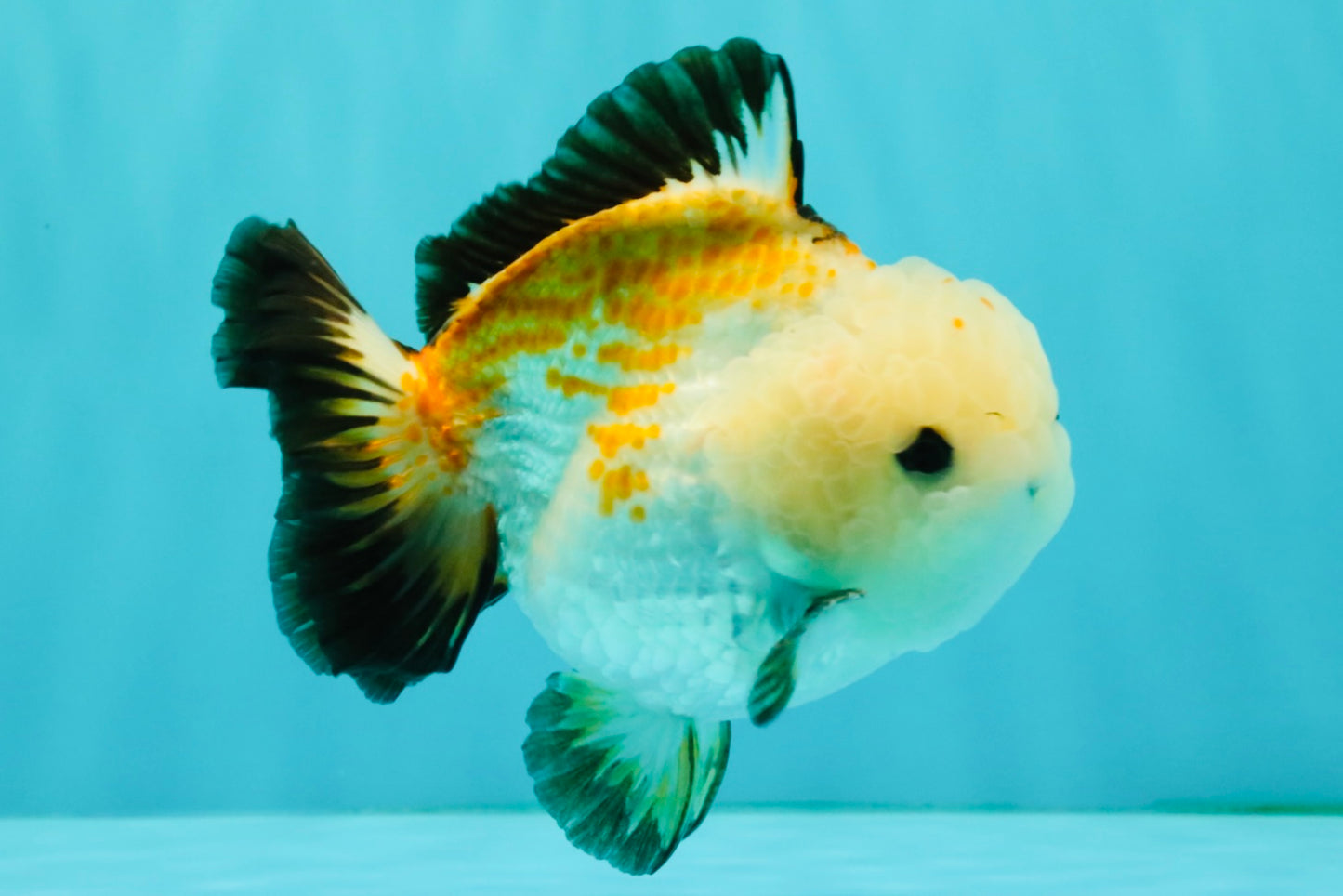 A Grade Tricolor Yuanbao Male 4.5-5 inches #082126YB_24