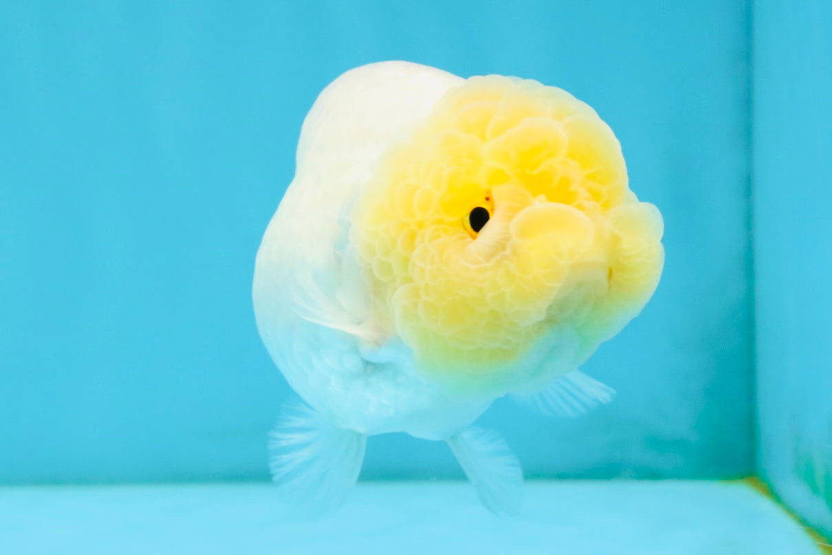 SUNNY AAA Grade Red White LionQueen 4.5 inches #032726LC_15