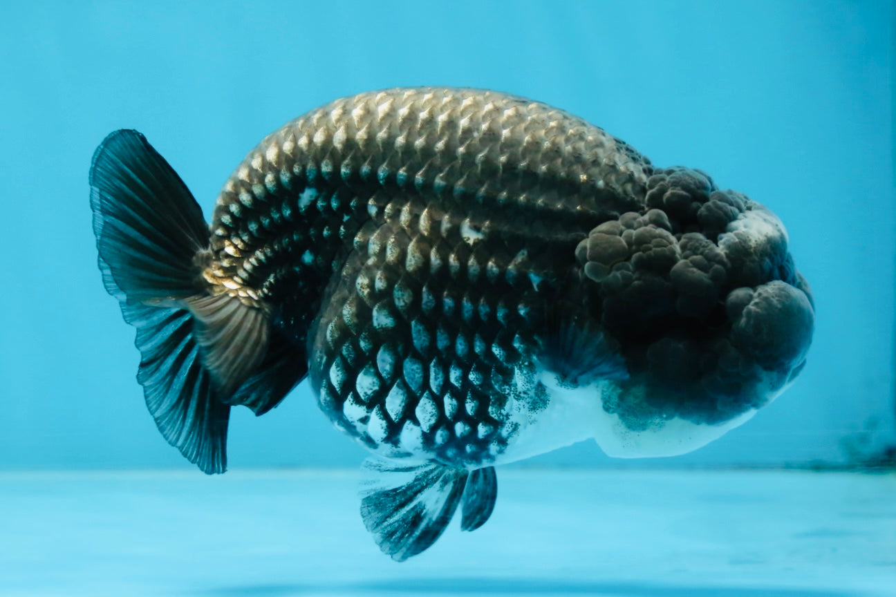 AAA Grade CHONKY Blue LionQueen 4.5 inches #100325LC_10