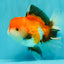 A Grade Tricolor Oranda Female 6 inches #082126OR_10