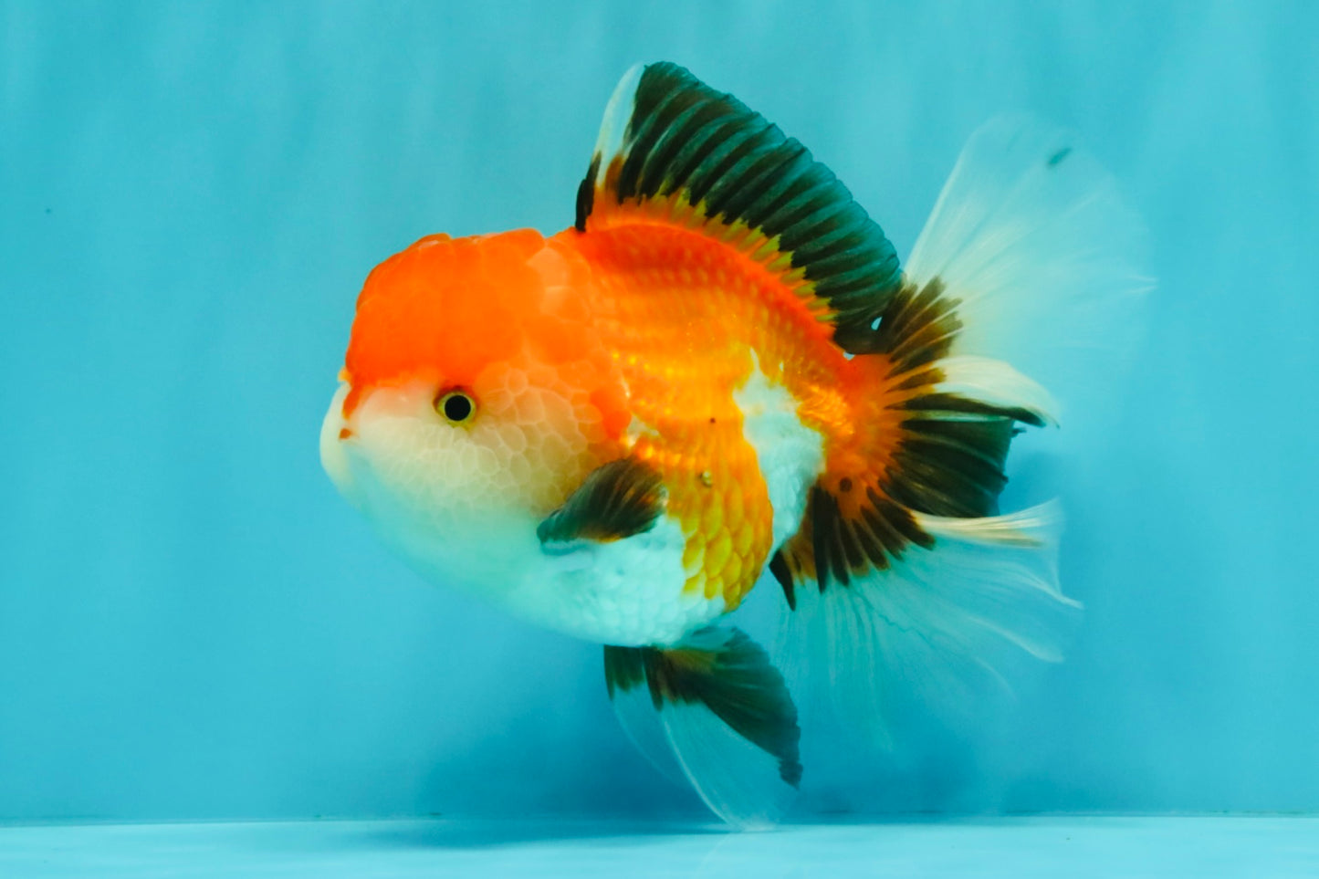 A Grade Tricolor Oranda Female 6 inches #082126OR_10