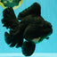 AAA Grade Super Godzilla Black Oranda Male 6.5-7 inches #061926OR_01