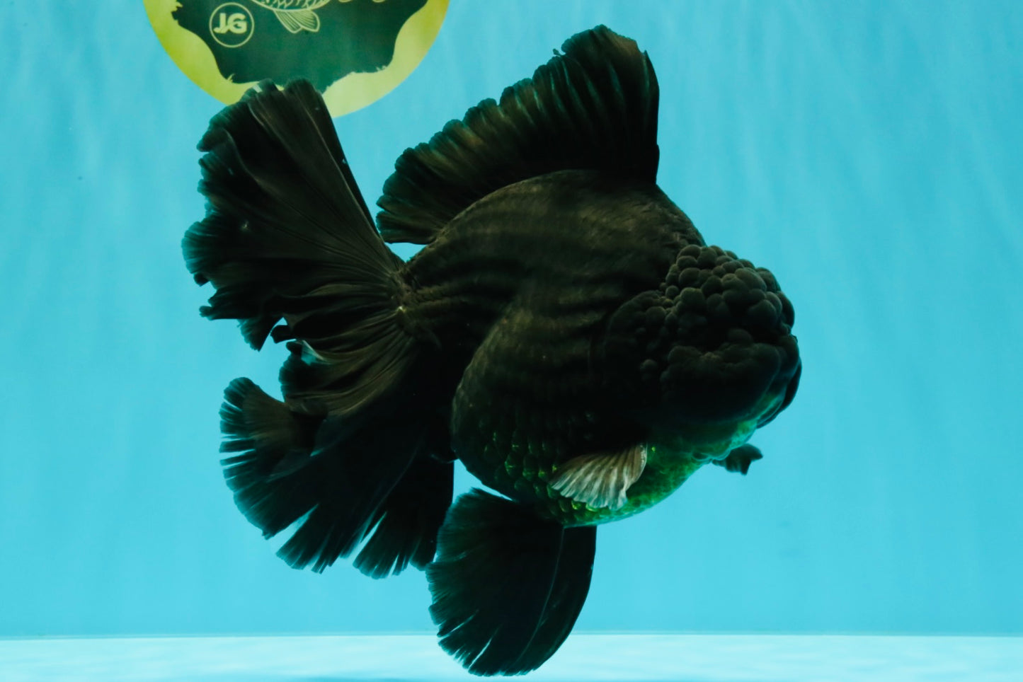 AAA Grade Super Godzilla Black Oranda Male 6.5-7 inches #061926OR_01