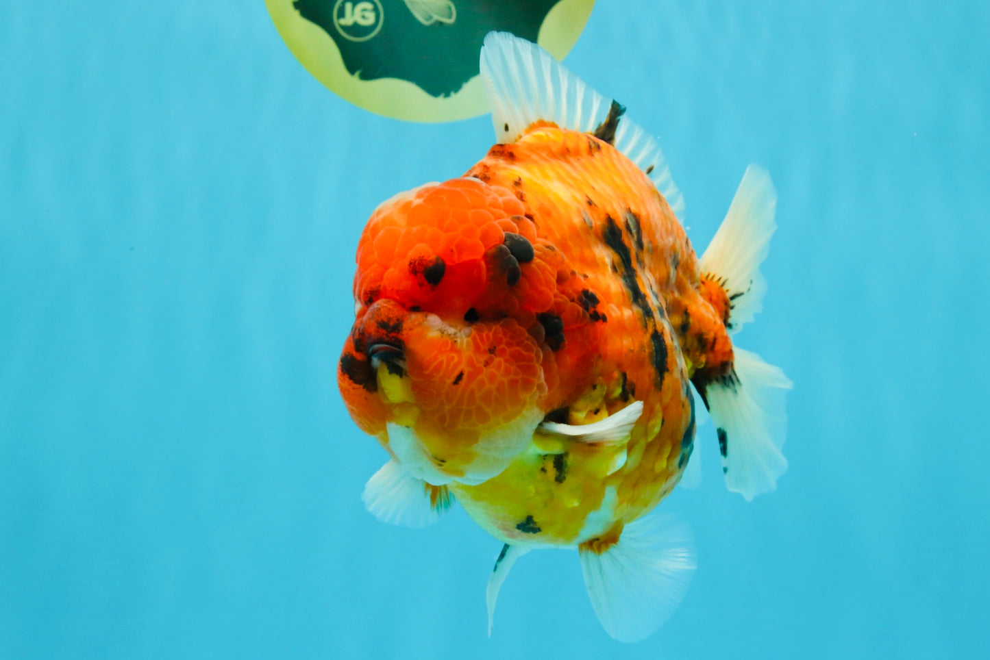 SUPER AAA Grade Godzilla Tiger Yuanbao Male 6.5 inches #022026YB_01