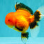 A Grade Apache Oranda Female 5 inches #100926OR_26