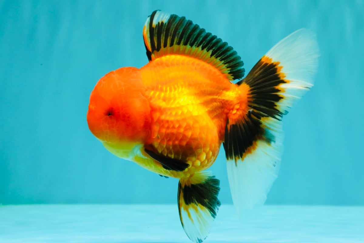 A Grade Apache Oranda Female 5 inches #100926OR_26