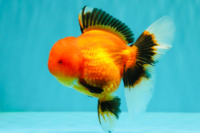 A Grade Apache Oranda Female 5 inches #100926OR_26