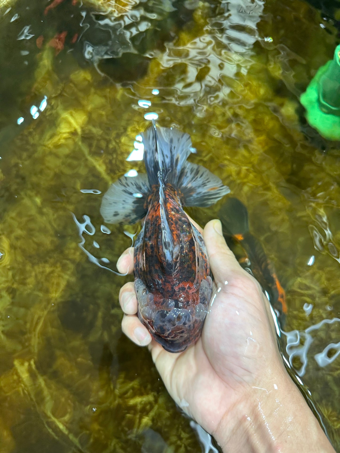 A Grade FLUFFY Calico Yuanbao Male 5.5 inches #091925YB_15