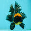 AAA Grade Apache Lava Head Oranda Female 5 inches #111524OR_16