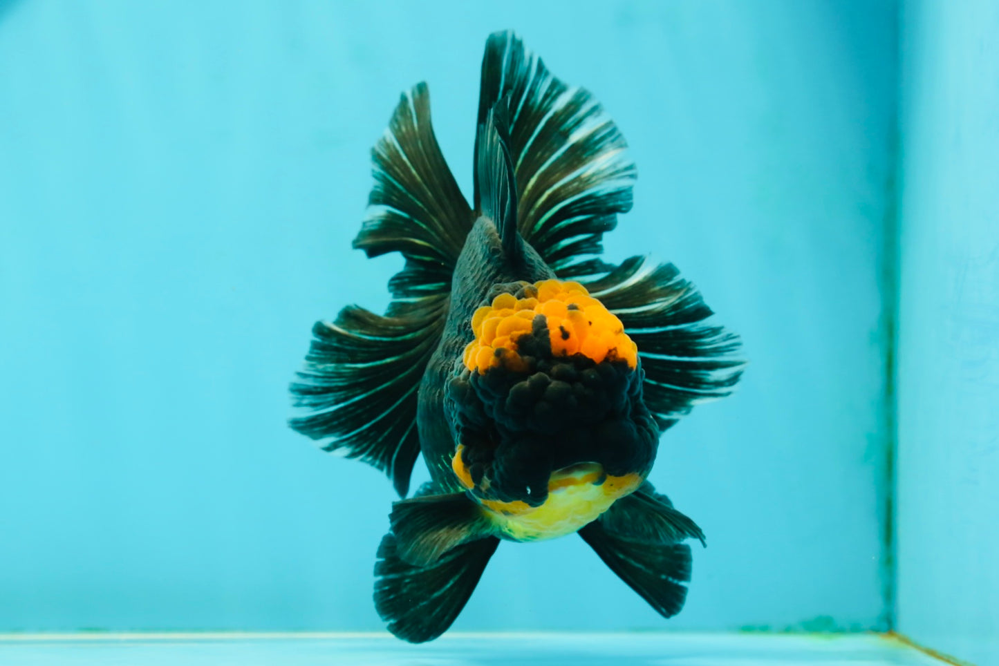 AAA Grade Apache Lava Head Oranda Female 5 inches #111524OR_16