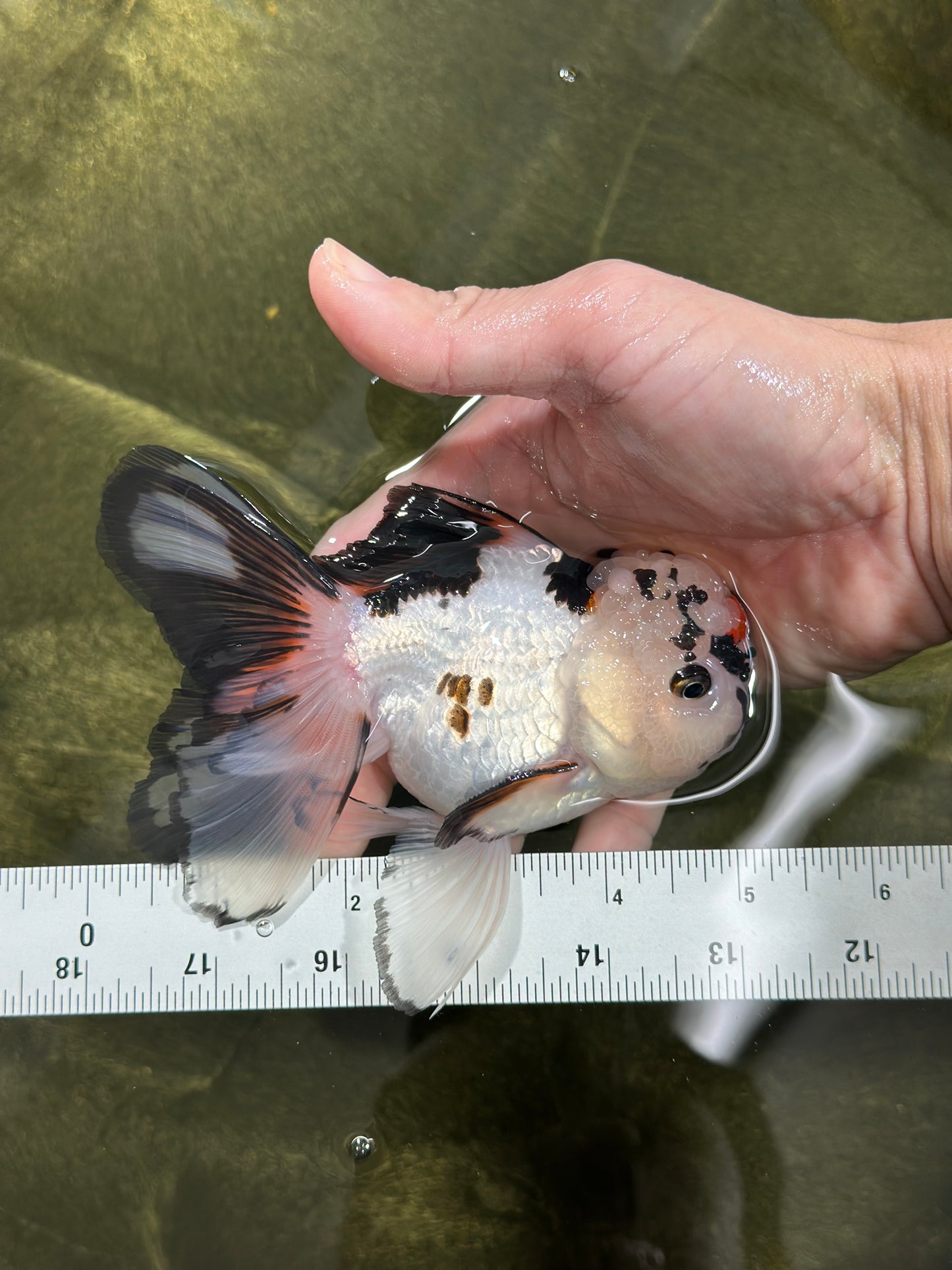 A Grade Tricolor Oranda Male 5 inches #010325OR_13