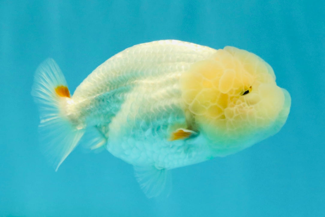 BEAUTY A Grade Red White LionQueen Female 4-4.5 inches #042426LC_19