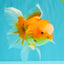 Red White Oranda Male 6 inches #090426OR_11