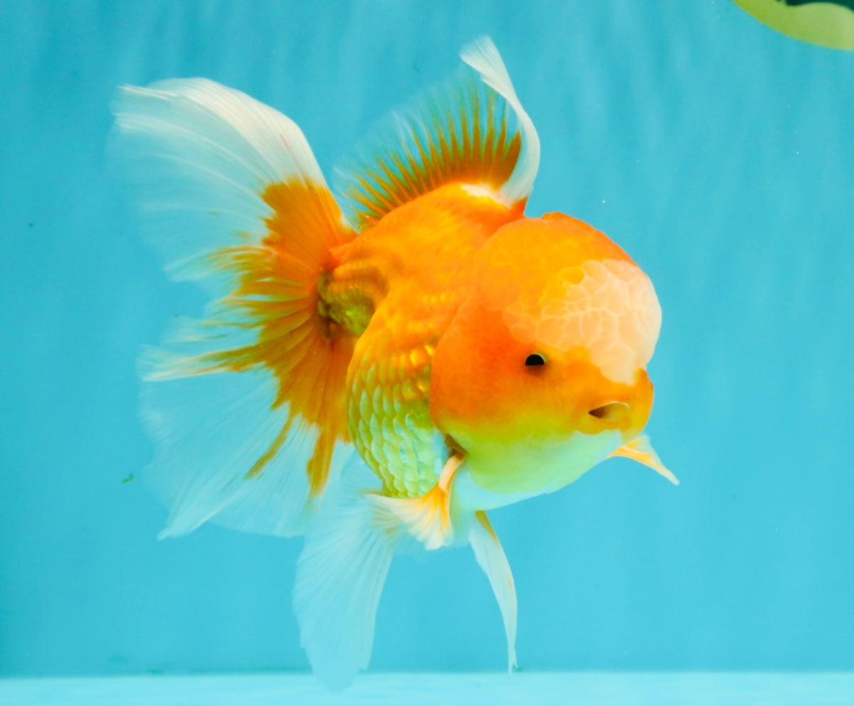 Red White Oranda Male 6 inches #090426OR_11