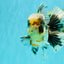 AAA Grade Super Special Marble Kirin Oranda Male 6 inches #061926OR_16