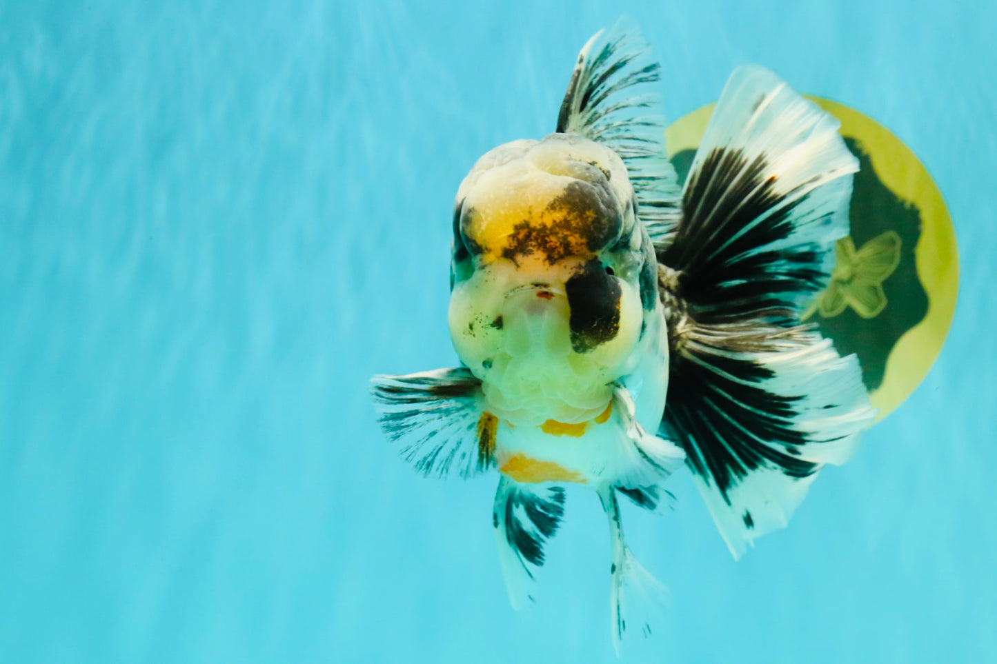 AAA Grade Super Special Marble Kirin Oranda Male 6 inches #061926OR_16