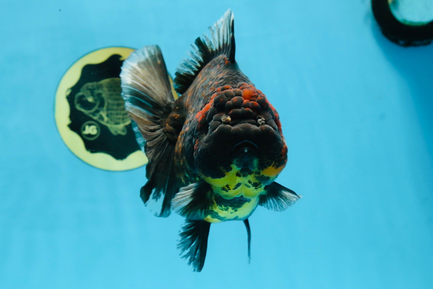 AAA Grade Tiger Yuanbao Female 5.5  inches #101025YB_28