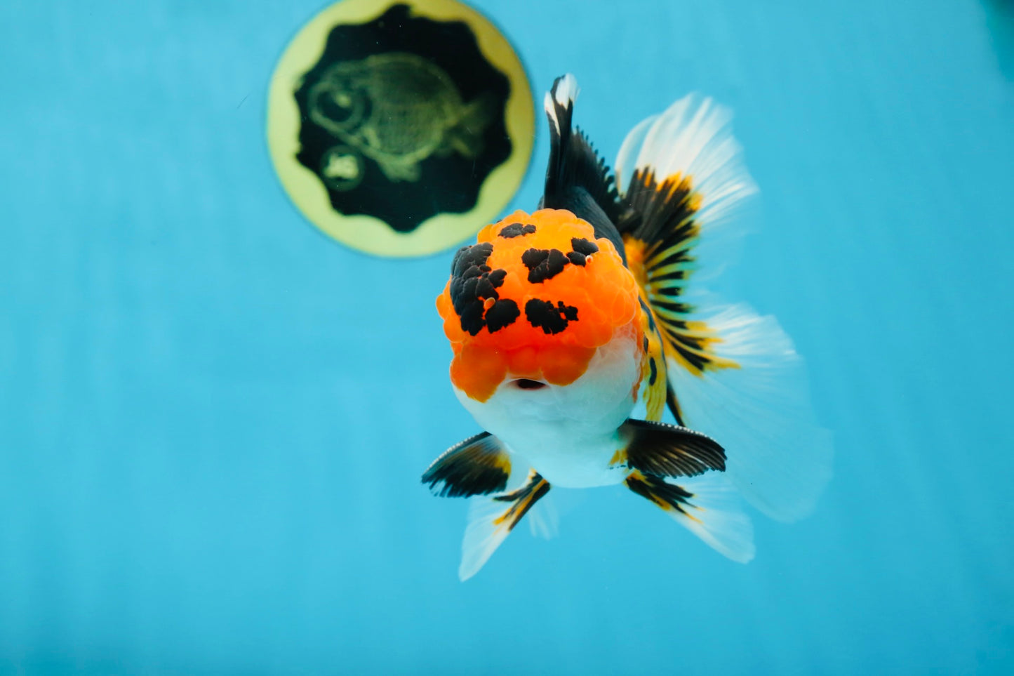 AAA Grade Tricolor Oranda Male 5-5.5 inches #051625OR_24