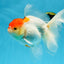 A Grade Red White Oranda Female 6 inches #071125OR_06