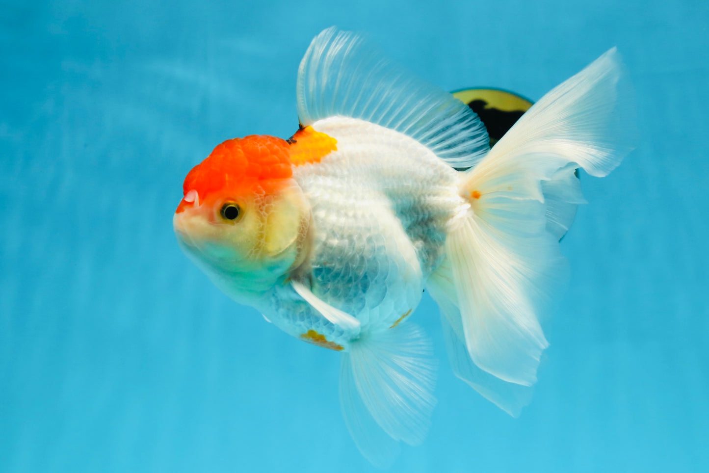 A Grade Red White Oranda Female 6 inches #071125OR_06