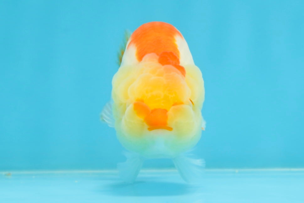 A Grade Young Red White LionQueen 4 inches #101025LC_03