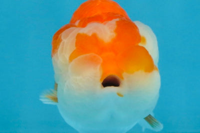 FLUFFY WEN A Grade Red White LionQueen 4 inches #112825LC_09