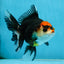 NEZHA Tricolor Oranda Female 5 inches #091925OR_08