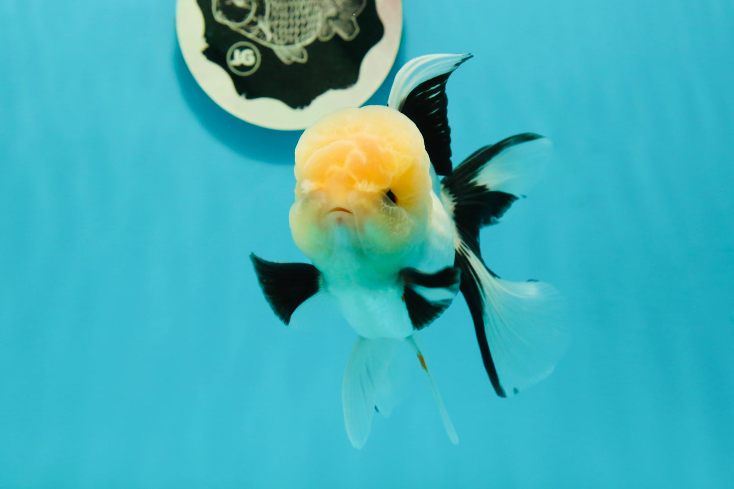 A Grade Gorgeous Lemonhead Oranda Male 5 inches #110824OR_17