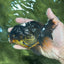 A Grade Tricolor Oranda Male 5.5 inches #112924OR_16