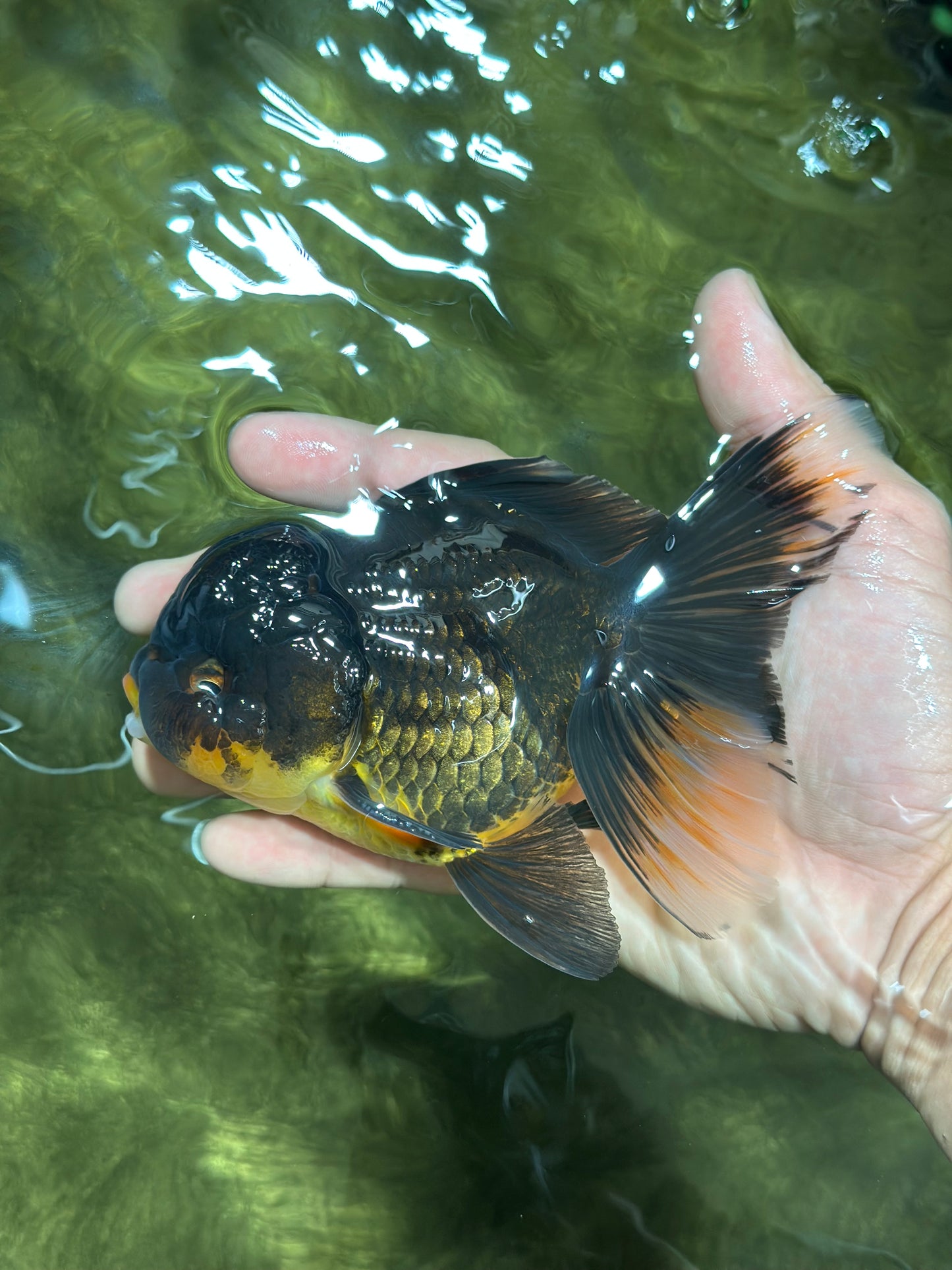 A Grade Tricolor Oranda Male 5.5 inches #112924OR_16