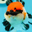 Moustache de catégorie AAA SUPER MARIO Oranda Femelle 5 pouces #0531OR_15