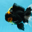 A Grade Lava Head Tricolor Oranda Male 5.5-6 inches #052325OR_08